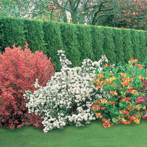 Зимостойкие кустарники для вашего сада